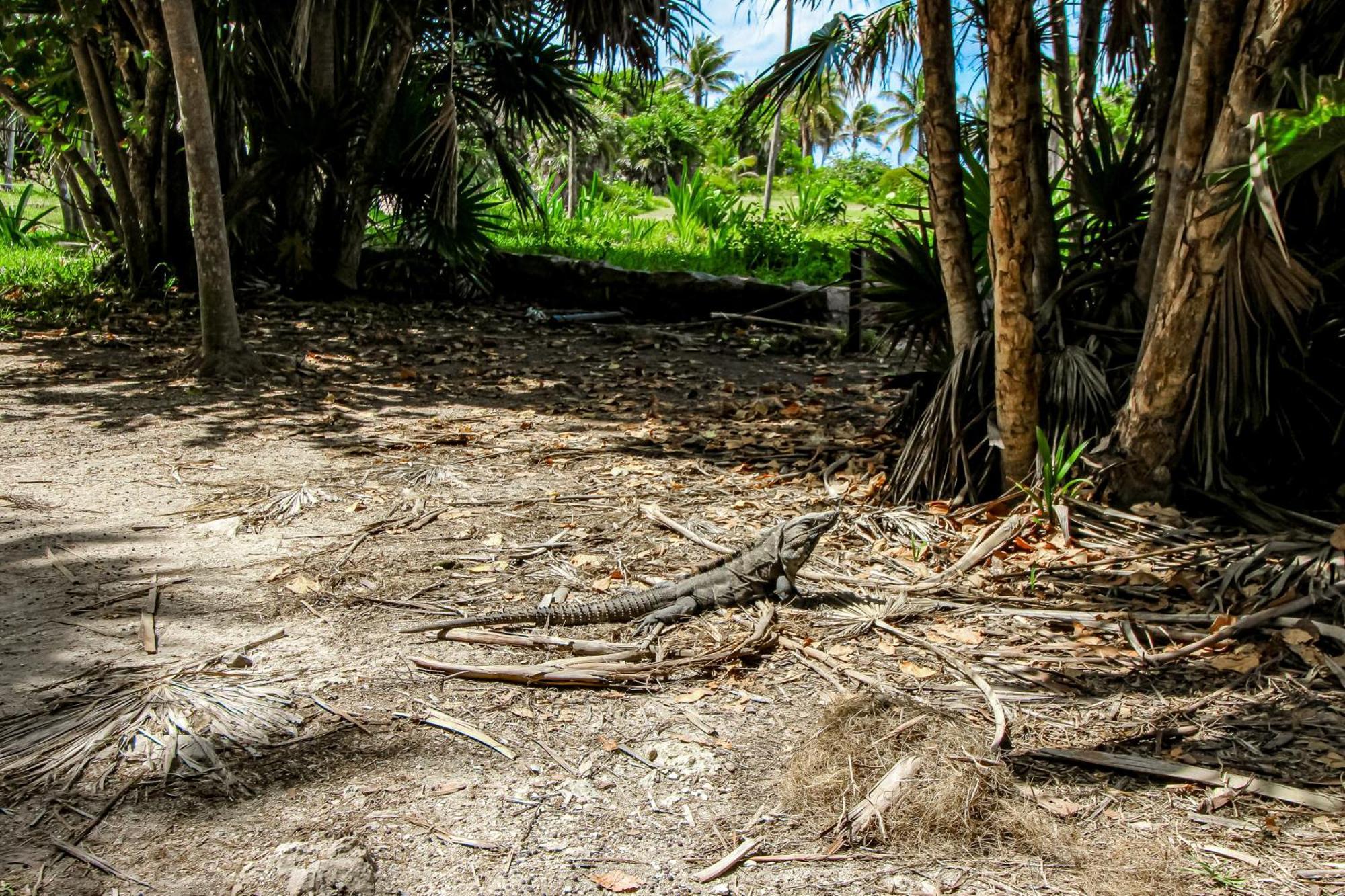Miraluna 233 At Luum Zama Tulum Exterior foto